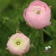 Elegance Rosa Chiaro Ranunkel Knöl