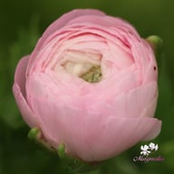 Elegance Rosa Chiaro Ranunkel Knöl