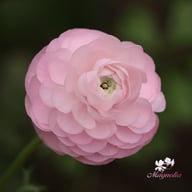 Elegance Rosa Chiaro Ranunkel Knöl