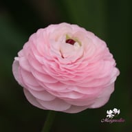 Elegance Rosa Chiaro Ranunkel Knöl