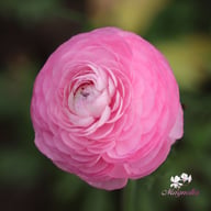 Elegance Rosa Chiaro Ranunkel Knöl