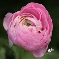 Elegance Rosa Chiaro Ranunkel Knöl