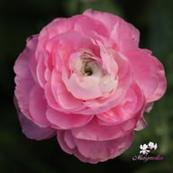 Elegance Rosa Chiaro Ranunkel Knöl