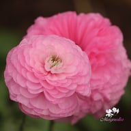 Elegance Rosa Chiaro Ranunkel Knöl