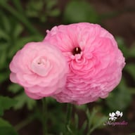 Elegance Rosa Chiaro Ranunkel Knöl