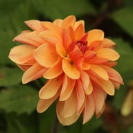 Elegant Lady Dahlia Tuber
