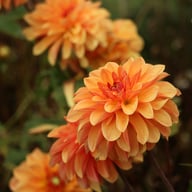 Elegant Lady Dahlia Tuber