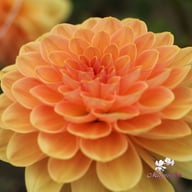Elegant Lady Dahlia Tuber