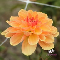 Elegant Lady Dahlia Tuber