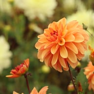 Elegant Lady Dahlia Tuber