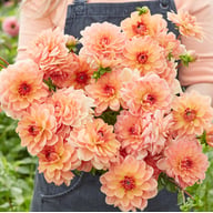 Elegant Lady Dahlia Tuber