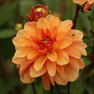 Elegant Lady Dahlia Tuber