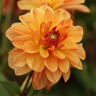 Elegant Lady Dahlia Tuber