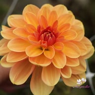 Elegant Lady Dahlia Tuber