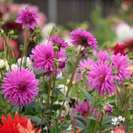 Elga Dahlia Tuber