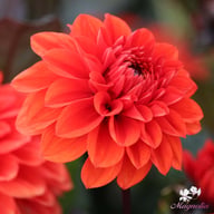 Ellen Huston Dahlia Tuber