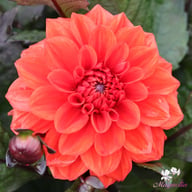 Ellen Huston Dahlia Tuber