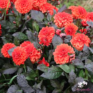 Ellen Huston Dahlia Tuber