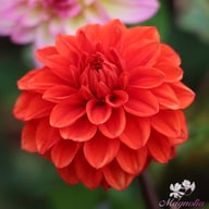 Ellen Huston Dahlia Tuber