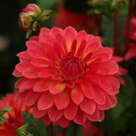 Ellen Nauta Dahlia Tuber