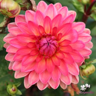 Ellen Nauta Dahlia Tuber