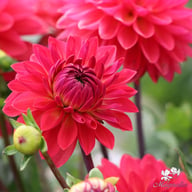 Ellen Nauta Dahlia Tuber
