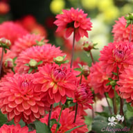Ellen Nauta Dahlia Tuber
