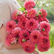 Ellen Nauta Dahlia Tuber