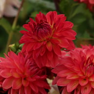 Ellen Nauta Dahlia Tuber