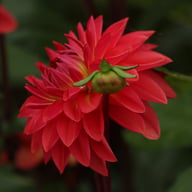 Ellen Nauta Dahlia Tuber