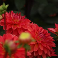 Ellen Nauta Dahlia Tuber