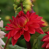 Ellen Nauta Dahlia Tuber