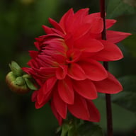 Ellen Nauta Dahlia Tuber