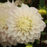 Elliot Dahlia Tuber