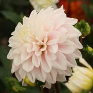 Elliot Dahlia Tuber