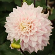Elliot Dahlia Tuber