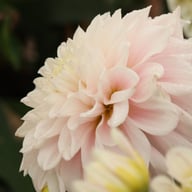 Elliot Dahlia Tuber