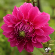 Elma Elizabeth Dahlia Tuber