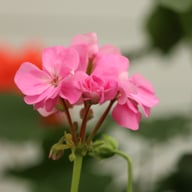 Elnaryds Emil Pelargonium Cutting