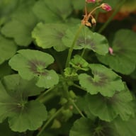 Elnaryds Emil Pelargonium Cutting