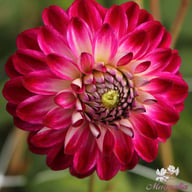 Embassy Dahlia Tuber