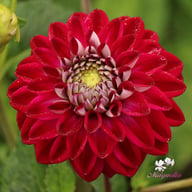Embassy Dahlia Tuber