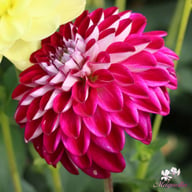 Embassy Dahlia Tuber