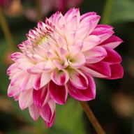 Embassy Dahlia Knöl
