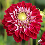 Embassy Dahlia Tuber