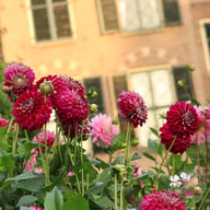 Embassy Dahlia Tuber