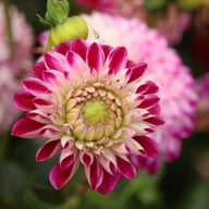 Embassy Dahlia Knöl