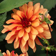 Ember Idylle Tuber