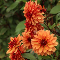 Ember Idylle Tuber