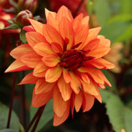 Ember Idylle Tuber